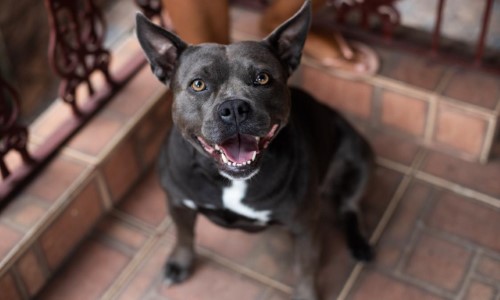 Cadela ganha nova vida após resgate e adoção responsável em Volta Redonda